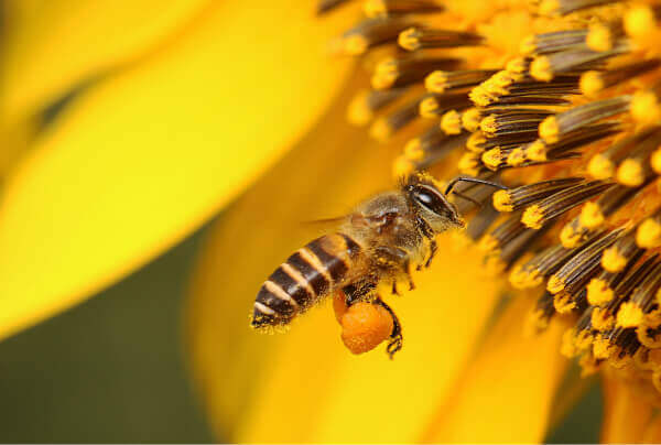 Bees - Aotea Wellness