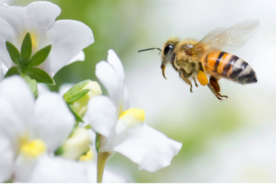 Bee Skincare