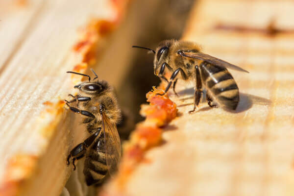 Bee propolis - Aotea Wellness